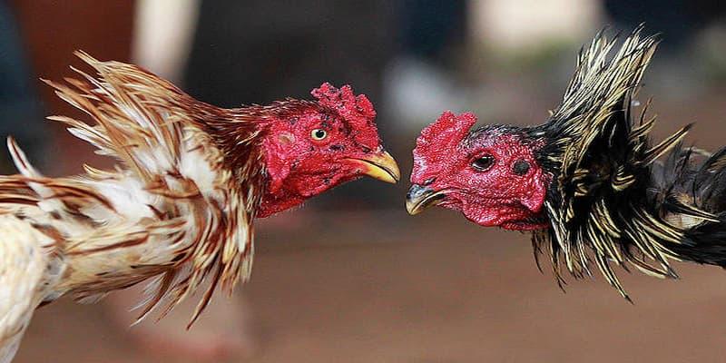 Đá Gà FM88 Đá Gà FM88 về bí quyết chiến thắng